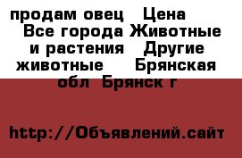  продам овец › Цена ­ 100 - Все города Животные и растения » Другие животные   . Брянская обл.,Брянск г.